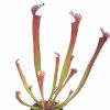 Przykladowe oferowane sztuki/ egzemplary plants 